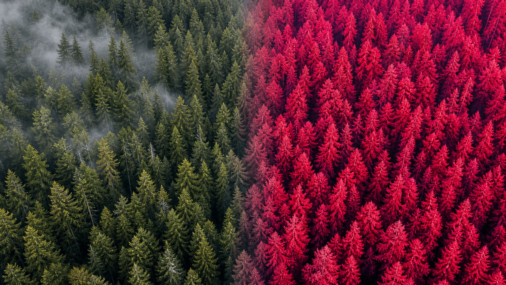 Multispectral forest analytics and canopy classification